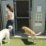 POISONED Meat Planted — Dogs Dying, ZERO Arrests