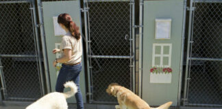 POISONED Meat Planted — Dogs Dying, ZERO Arrests