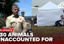 More than 730 animals unaccounted for as investigators dig at Miranda’s Rescue property