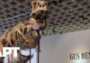 Dinosaur Heist: America’s Past Goes Private 'Gus' T. Rex Skeleton Sells for Record-Breaking $50.1 Million at Sotheby's | APT
