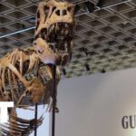 'Gus' T. Rex Skeleton Sells for Record-Breaking $50.1 Million at Sotheby's | APT