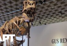 'Gus' T. Rex Skeleton Sells for Record-Breaking $50.1 Million at Sotheby's | APT