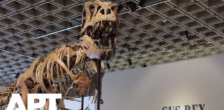 'Gus' T. Rex Skeleton Sells for Record-Breaking $50.1 Million at Sotheby's | APT