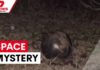 Hazmat Rushes Forrest Beach Mystery